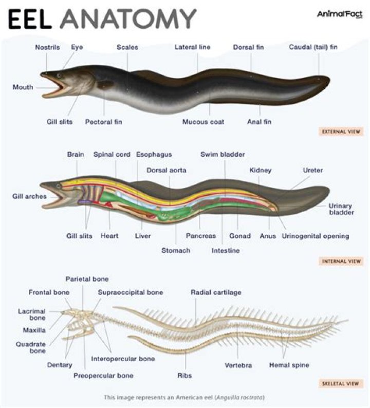 Does eels have bones?