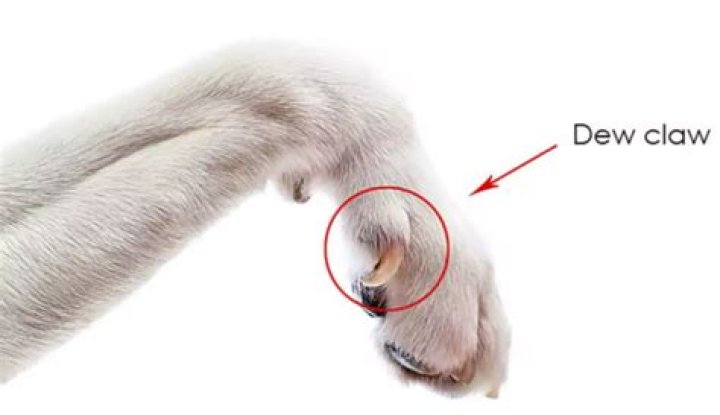 Does every dog have a dew claw?