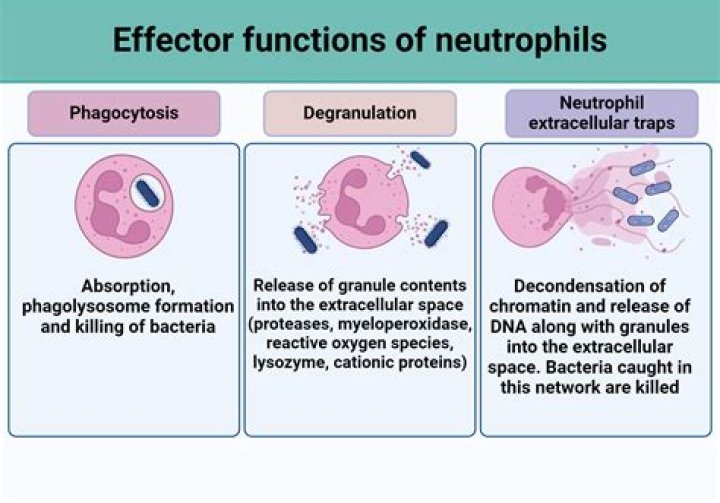 Does exercise increase neutrophils?