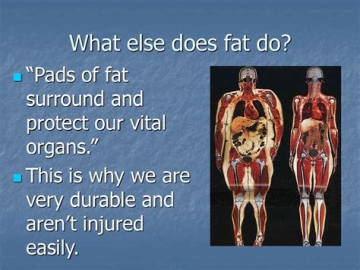 Does fat protect the body from temperature extremes?