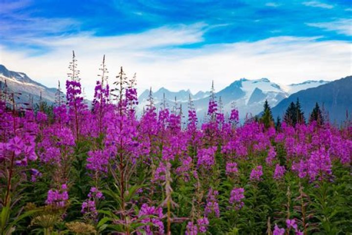 Does fireweed grow in california?