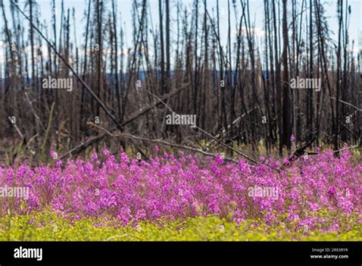Does fireweed grow in michigan?