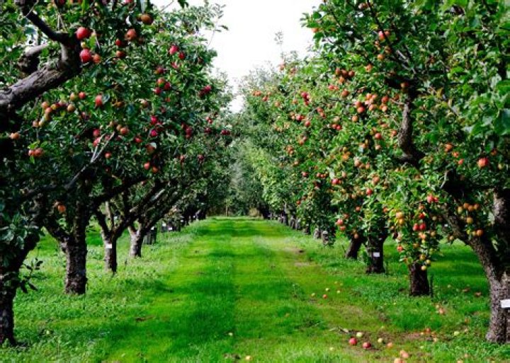 Does florida have apple orchards?