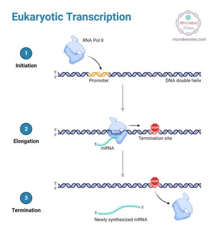 Does fragmentation occur in eukaryotes?