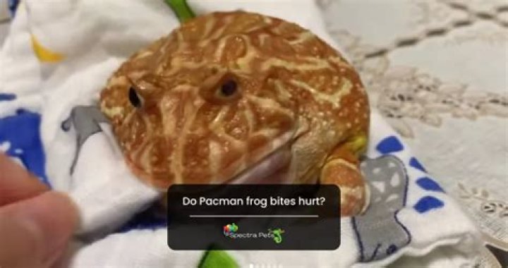 Does frog bite hurt?