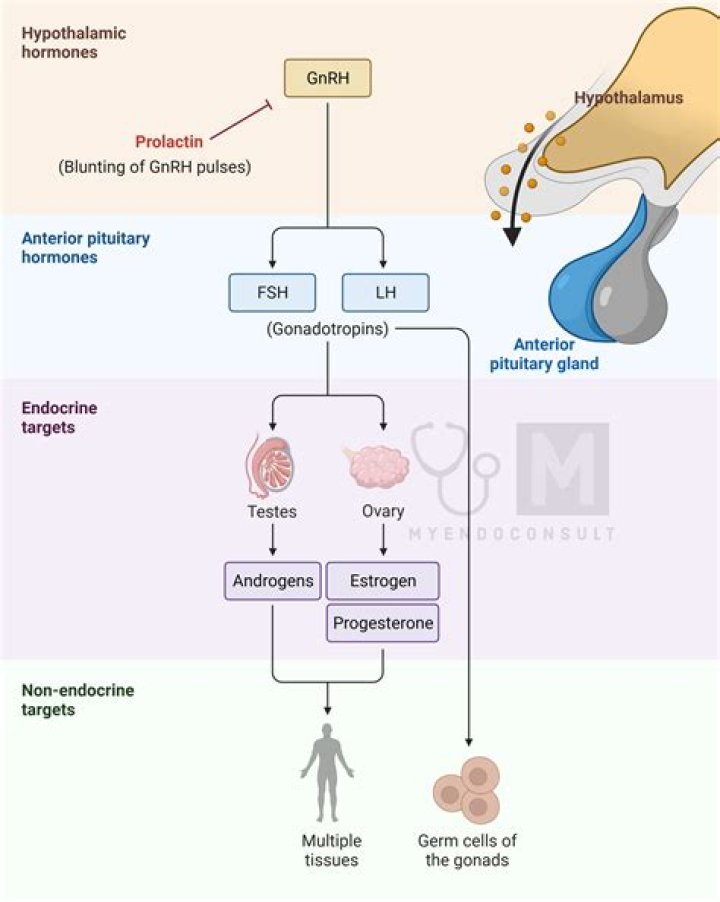 Does fsh and lh have antagonistic effects?