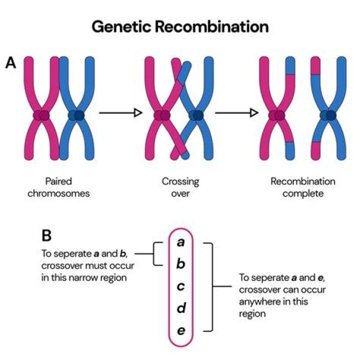 Does genetic recombination occur in mitosis?
