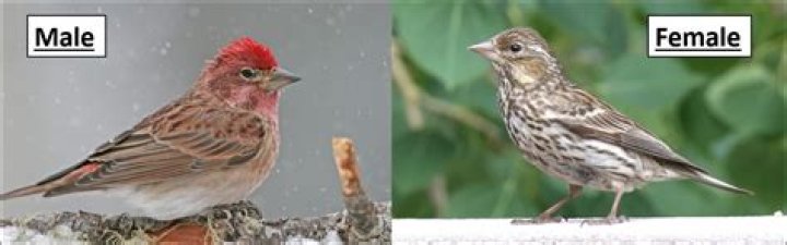 Does georgia have finches?