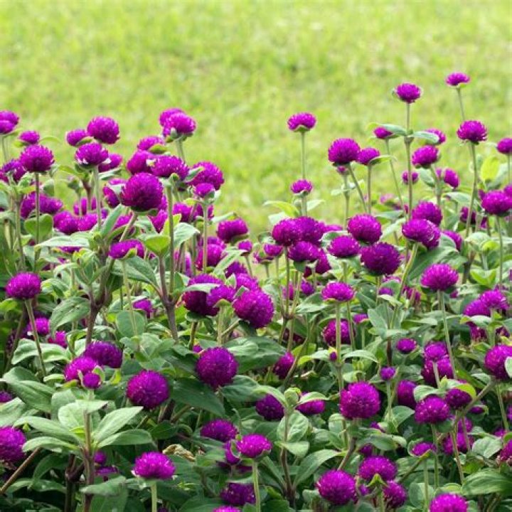 Does gomphrena seed itself?