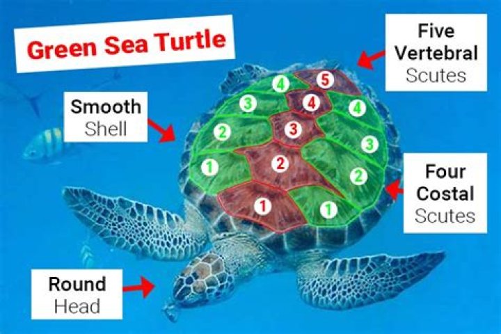 Does green sea turtle have scales?