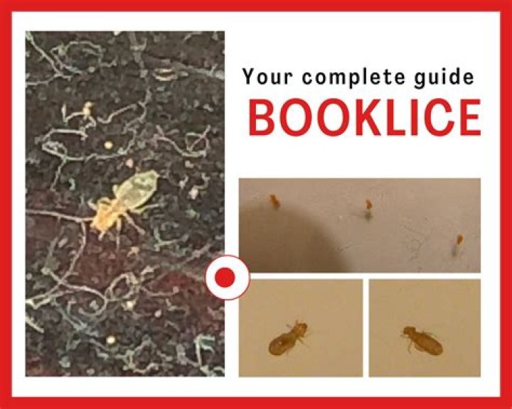 Does heat kill booklice?