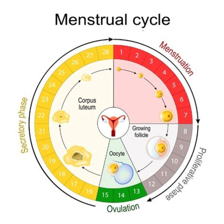 Does heaviness of period indicate fertility?