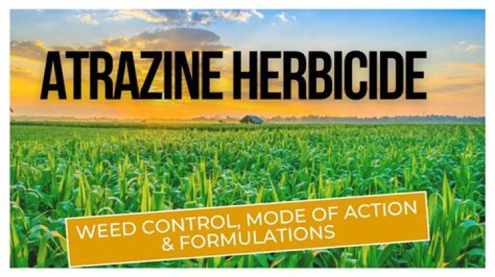Does herbicides kill weeds?