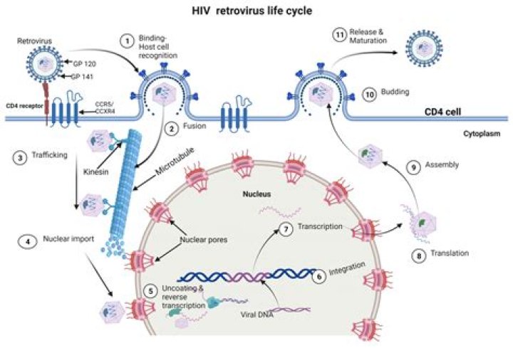 Does hiv virion have a membrane?