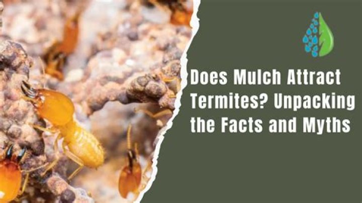 Does hugelkultur attract termites?