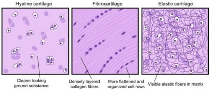Does hyaline cartilage have elastic fibers?