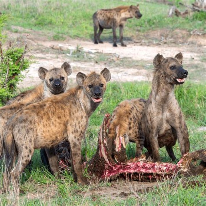 Does hyena belong dog family?