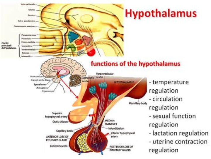 Does hypothalamus control osmoregulation?
