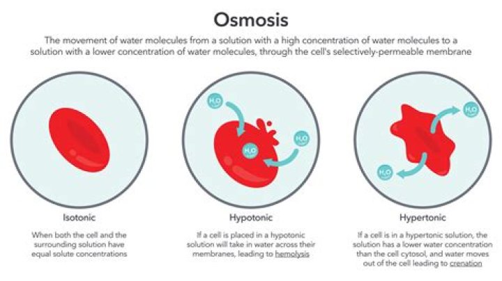 Does hypotonic cause osmosis?