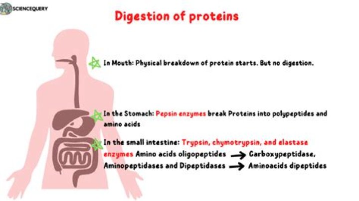 Does ileum digest protein?