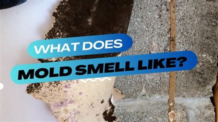 Does inactive mold smell?