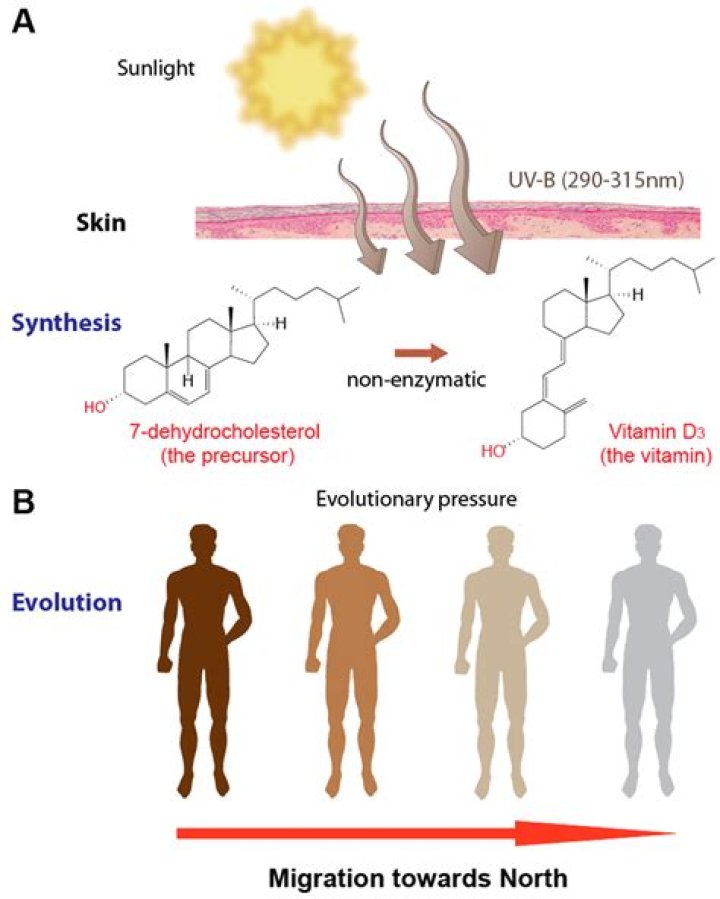 Does integumentary system produce vitamin d?