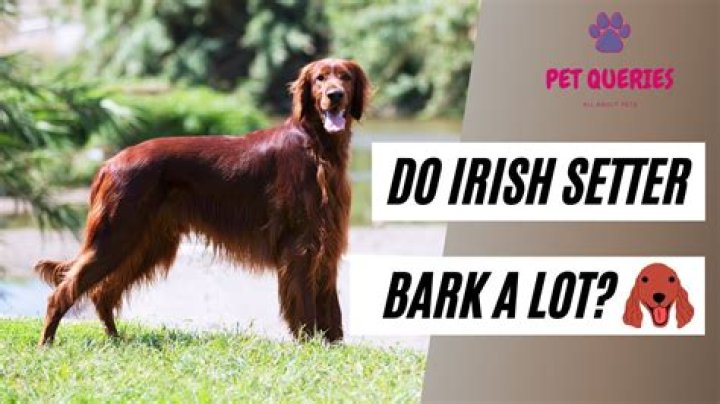 Does irish setter shed?