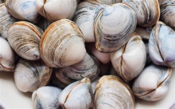 Does it hurt clams when you open them?