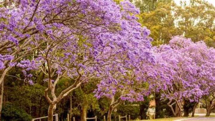 Does jacaranda grow in uk?