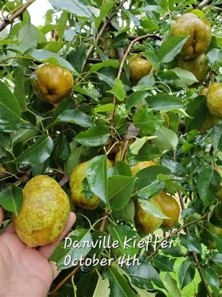 Does kieffer pear pollinate moonglow?