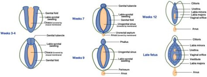 Does labial lentigo go away?
