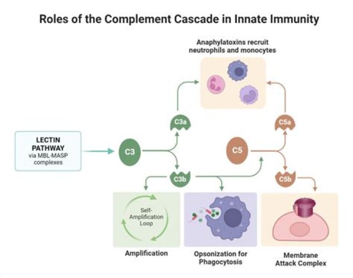 Does lectin increase the number of cells in mitosis?