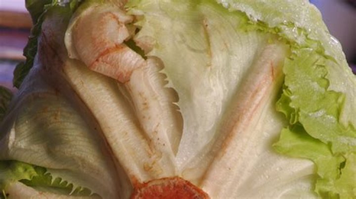 Does lettuce know when it's being eaten?