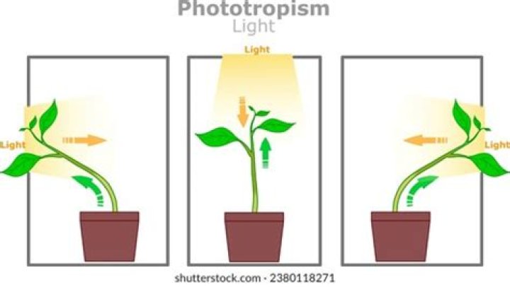 Does light affect phototropism?