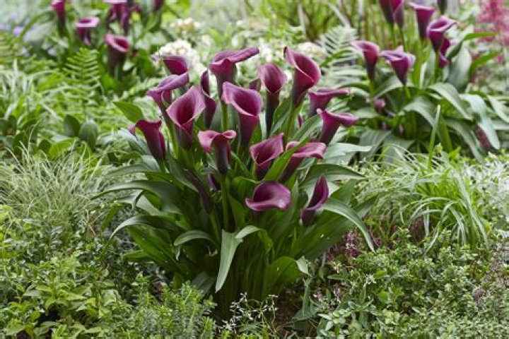 Does lilies grow in shade?