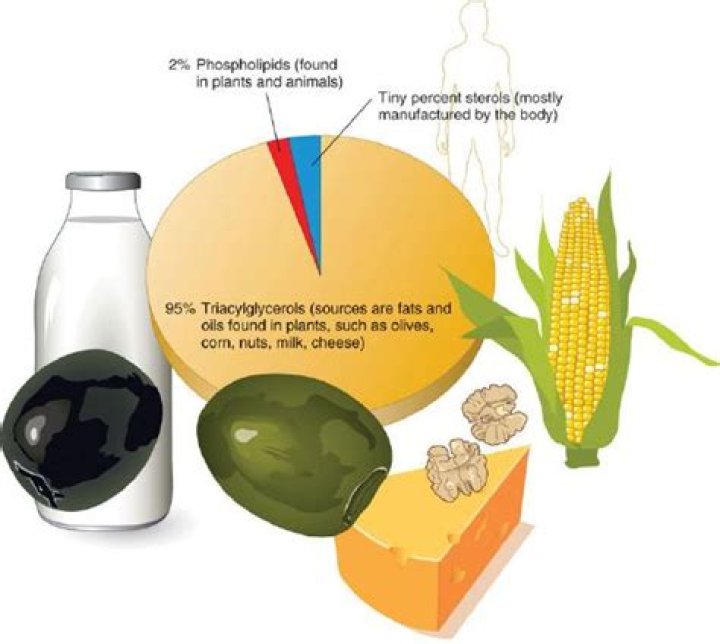 Does lipids provide energy?