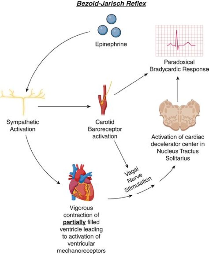 Does lisinopril cause bradycardia?