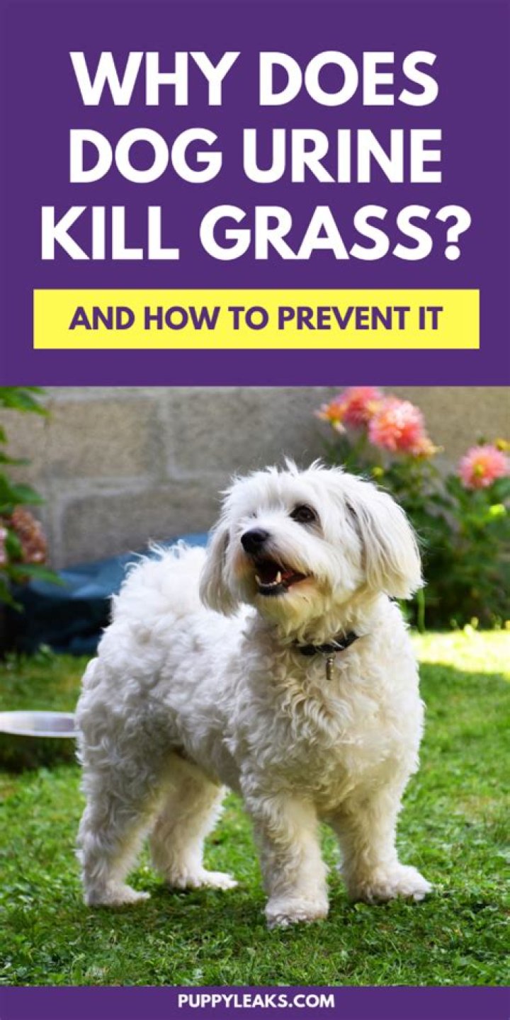 Does male dog urine kill grass?