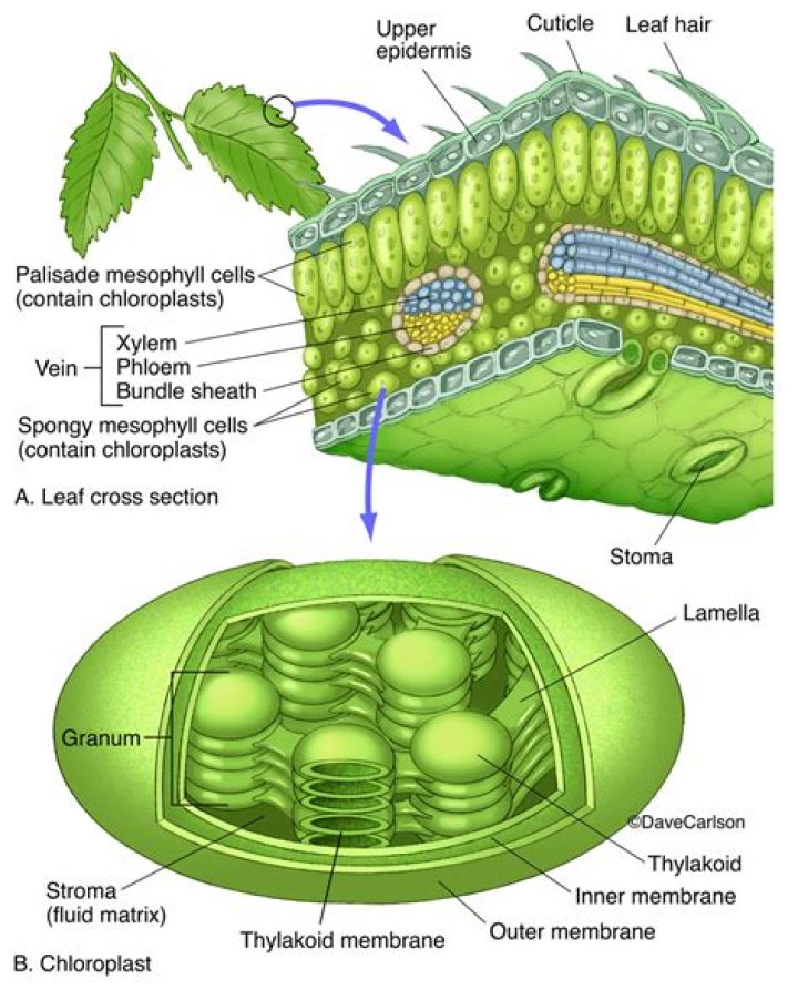 Does mesophyll contain chloroplasts?