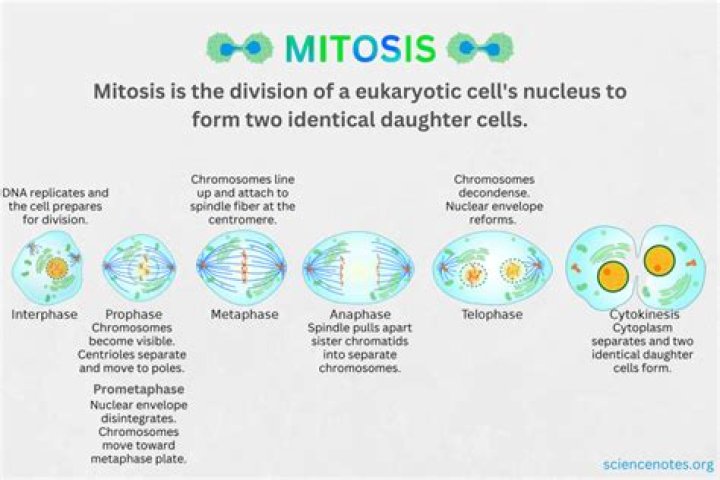 Does mitosis occur in testis?