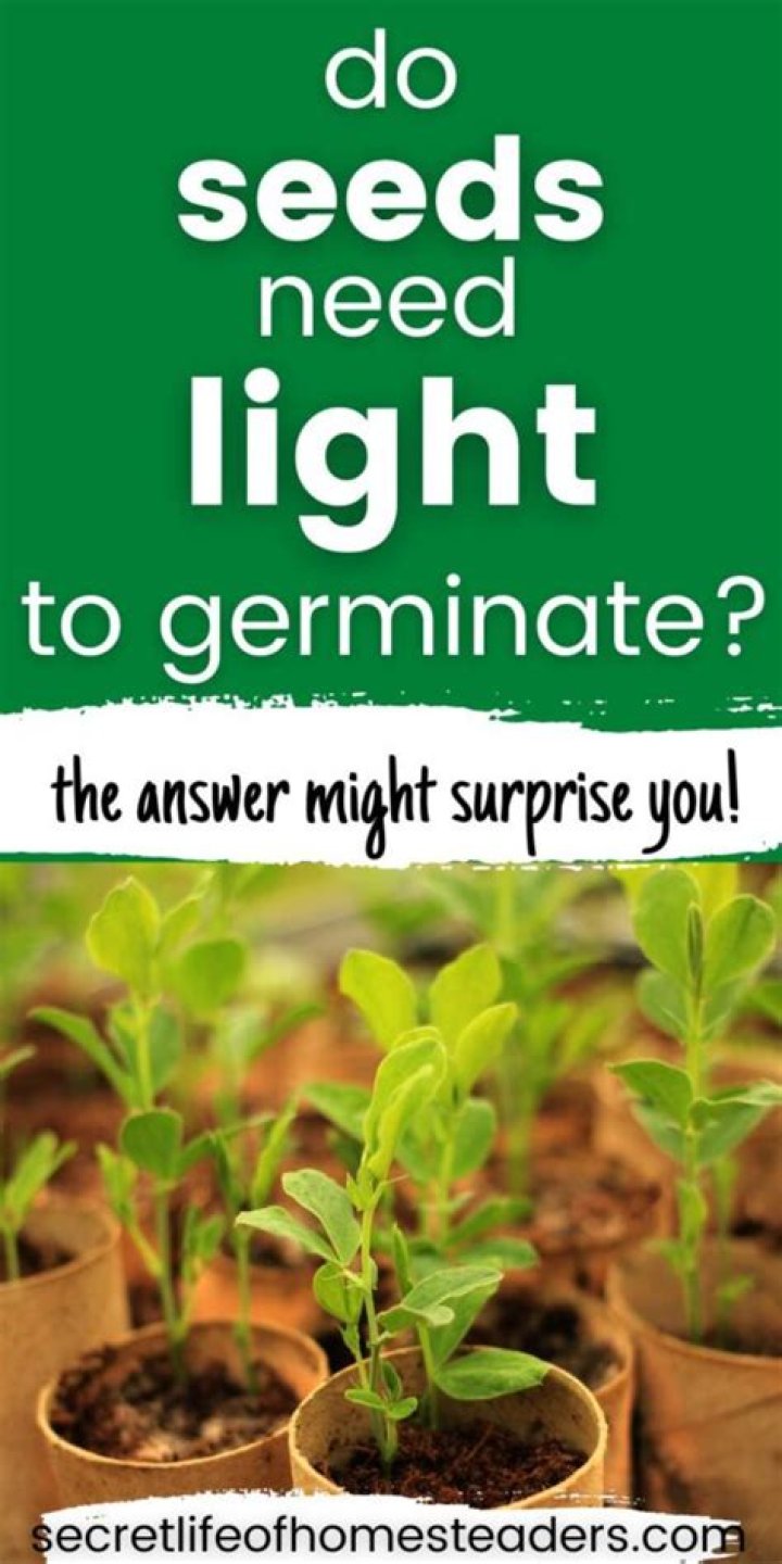 Does moneywort need light to germinate?