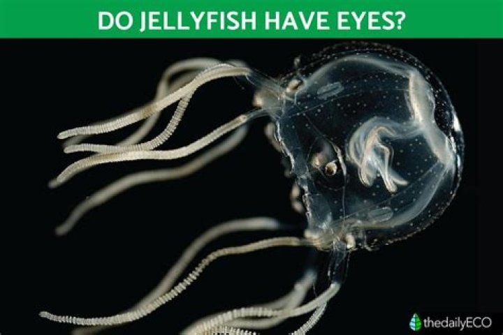 Does moon jellyfish have eyes?