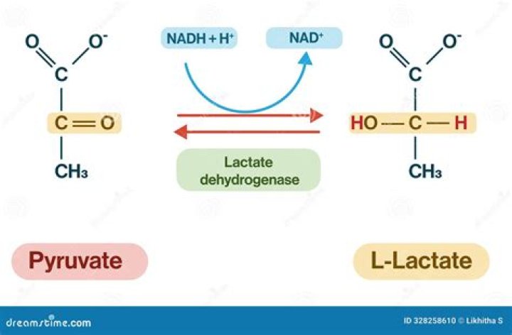 Does nadh oxidize pyruvate?