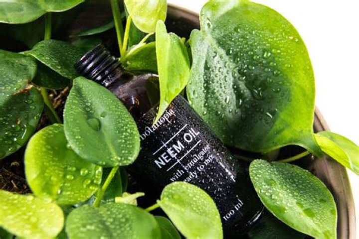 Does neem oil work on hollyhock rust?