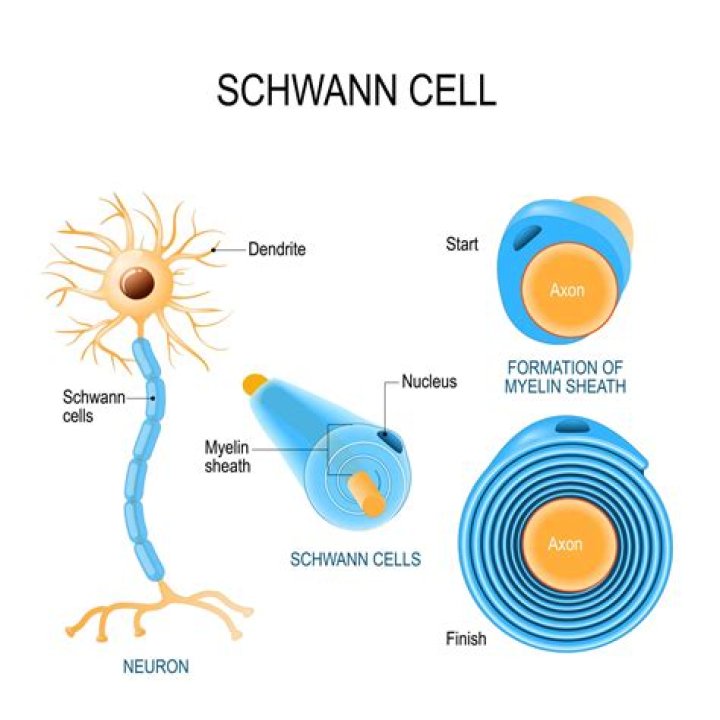 Does nerve cells have neurilemma?