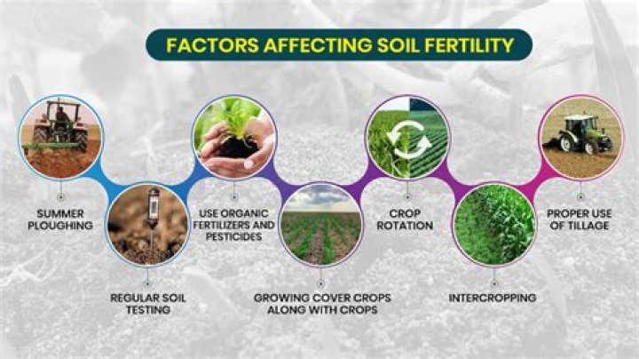 Does nitrifying bacteria increase soil fertility?