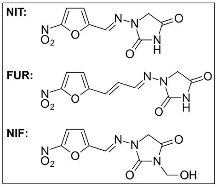 Does nitrofurantoin kill e coli?