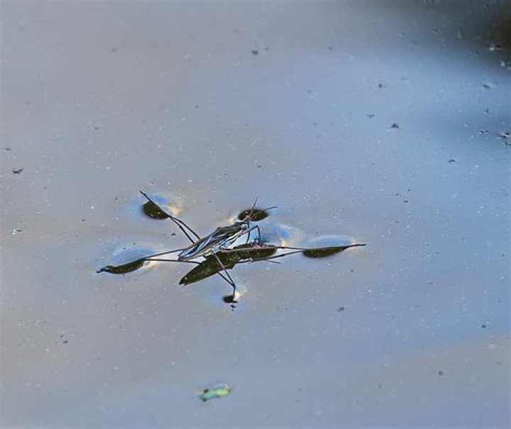 Does nonane float on the surface of water?