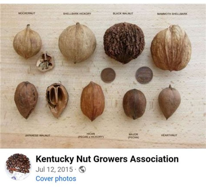 Does nut brown ale have nuts in it?