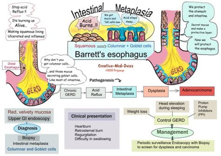 Does oesophagus have serosa?